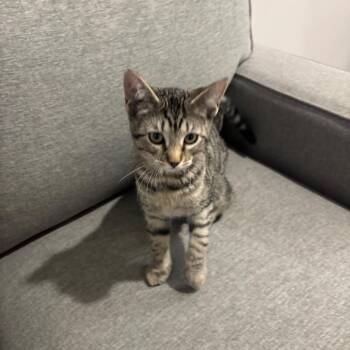 Birdie (pink) -  Domestic Short Hair Cat for Adoption in Greensboro, North Carolina - Birdie (pink) | PetCurious