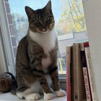 Snikkars C66825 -  Domestic Short Hair Cat for Adoption in Minnetonka, Minnesota - Snikkars C66825 | PetCurious