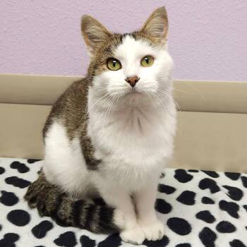 Rescue Domestic Short Hair Cats for Adoption in Marshfield, Wisconsin - Moosh | PetCurious