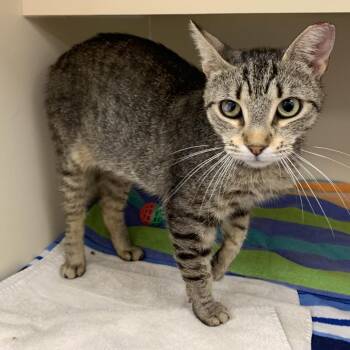 Cleopatra -  Domestic Short Hair Cat for Adoption in Philadelphia, Pennsylvania - Cleopatra | PetCurious