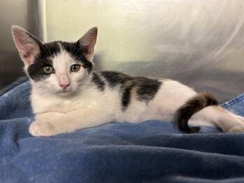 Rescue Domestic Short Hair Cats for Adoption in Grand Prairie, Texas - SCARLETT | PetCurious