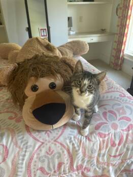 Jakob -  Domestic Short Hair and Tabby Cat for Adoption in Dublin, Ohio - Jakob | PetCurious