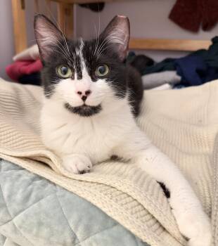 Domestic Short Hair Cats Available for Adoption in Victor, New York - Sweet Pea | PetCurious