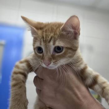 Oliver -  Domestic Short Hair Cat for Adoption in Huntsville, Alabama - Oliver | PetCurious