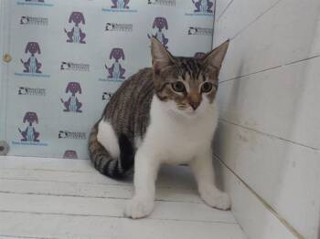 Domestic Short Hair Cats Available for Adoption - A591078 | PetCurious