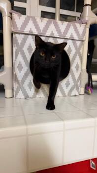 Winston -  Domestic Short Hair Cat for Adoption in North East, Maryland - Winston | PetCurious