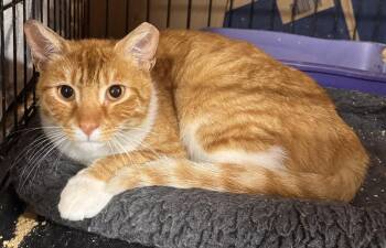 Domestic Short Hair Cats Available for Adoption - Pogo | PetCurious