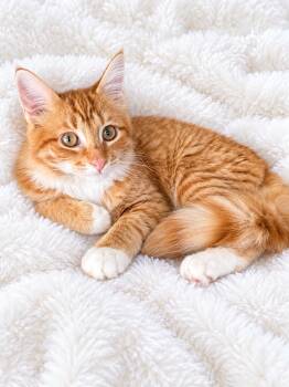 Jackies Org Wht Fluff Cutie -  Domestic Medium Hair Cat for Adoption in Glendora, California - Jackies Org Wht Fluff Cutie | PetCurious