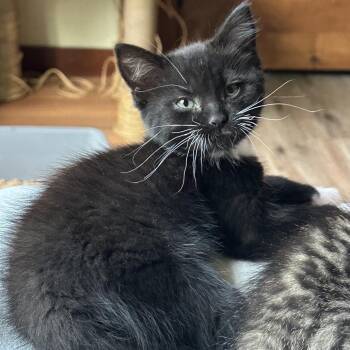 Whiskas -  Domestic Short Hair Cat for Adoption in Priest River, Idaho - Whiskas | PetCurious
