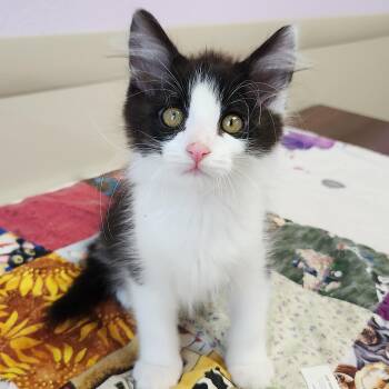 Phantom -  Domestic Medium Hair Cat for Adoption in Marshfield, Wisconsin - Phantom | PetCurious