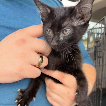Magic -  Domestic Short Hair Cat for Adoption in Marshall, Texas - Magic | PetCurious
