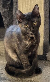 Roxy -  Tortoiseshell and Domestic Medium Hair Cat for Adoption in Allentown, New Jersey - Roxy | PetCurious