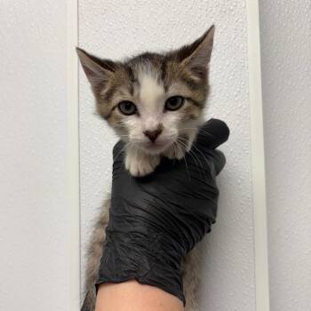 Peabody -  Domestic Short Hair Cat for Adoption in Abilene, Texas - Peabody | PetCurious