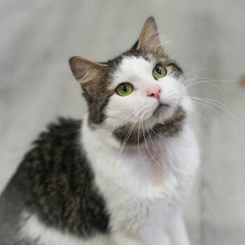 Domestic Medium Hair Cats Available for Adoption in St. Augustine, Florida - Merlin | PetCurious