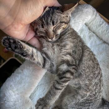 Snappy -  Domestic Short Hair Cat for Adoption in Fishers, Indiana - Snappy | PetCurious