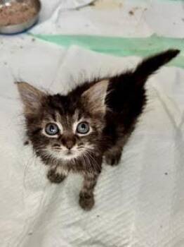 Edwin -  Domestic Long Hair Cat for Adoption in Suffolk, Virginia - Edwin | PetCurious