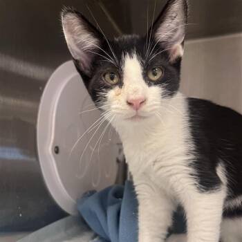 Jett -  Domestic Short Hair Cat for Adoption in Bentonville, Arkansas - Jett | PetCurious