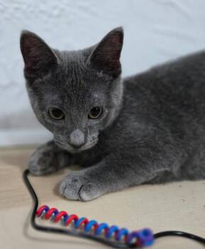 Flint -  Domestic Short Hair Cat for Adoption in West Lawn, Pennsylvania - Flint | PetCurious
