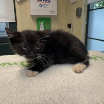 Dom -  Domestic Short Hair Cat for Adoption in Pasadena, California - Dom | PetCurious