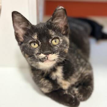 Tori -  Domestic Short Hair Cat for Adoption in Aldie, Virginia - Tori | PetCurious