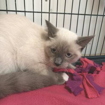 Lefty -  Siamese Cat for Adoption in Riverwoods, Illinois - Lefty | PetCurious