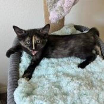 Nova -  Domestic Short Hair Cat for Adoption in Las Vegas, Nevada - Nova | PetCurious