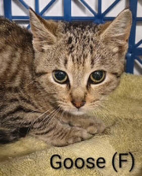 Rescue Domestic Short Hair Cats for Adoption in Saugerties, New York - Goose | PetCurious