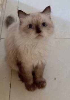 Romeo -  Ragdoll and Himalayan Cat for Adoption in Brampton, Ontario - Romeo | PetCurious