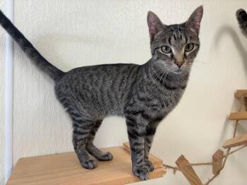 Rescue Tabby Cats for Adoption in Centralia, Illinois - Mae | PetCurious