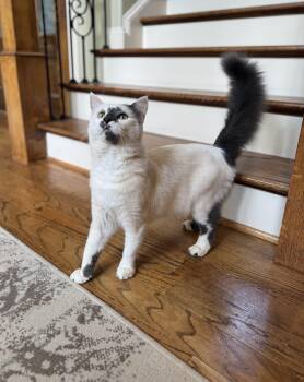 Rescue Turkish Angora Cats for Adoption in Tuscaloosa, Alabama - Sammy | PetCurious