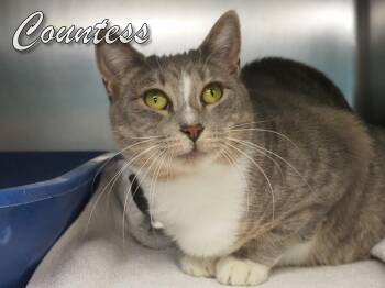 Rescue Domestic Short Hair Cats for Adoption in Middle Township, New Jersey - Countess | PetCurious