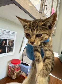 Remi -  Domestic Short Hair Cat for Adoption in Columbia, Tennessee - Remi | PetCurious
