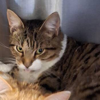 Domestic Short Hair Cats Available for Adoption - Laffy | PetCurious