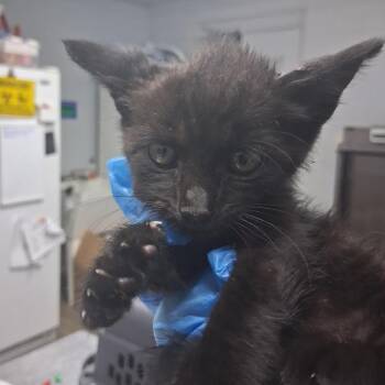 Casino -  Domestic Short Hair Cat for Adoption in Summerville, South Carolina - Casino | PetCurious