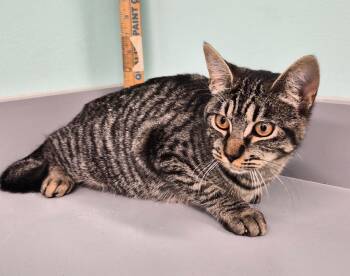 Rescue Domestic Short Hair Cats for Adoption in Athens, Tennessee - Flower | PetCurious