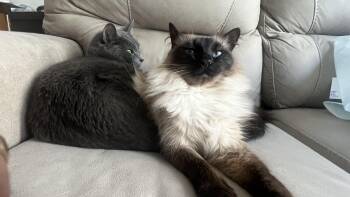 Yuki (bonded with Goro) -  Ragdoll and Himalayan Cat for Adoption - Yuki (bonded With Goro) | PetCurious