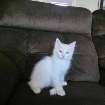 N-Roo -  Domestic Short Hair Cat for Adoption in Arizona City, Arizona - N-Roo | PetCurious