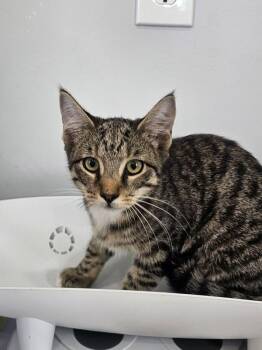 Boo-Tercup -  Domestic Short Hair Cat for Adoption in Cleveland, Tennessee - Boo-Tercup | PetCurious