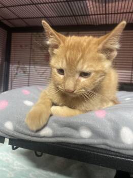 Cody -  Domestic Short Hair Cat for Adoption in Billings, Montana - Cody | PetCurious