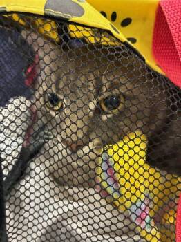 A137236 -  Domestic Short Hair Cat for Adoption in Palmetto, Florida - A137236 | PetCurious