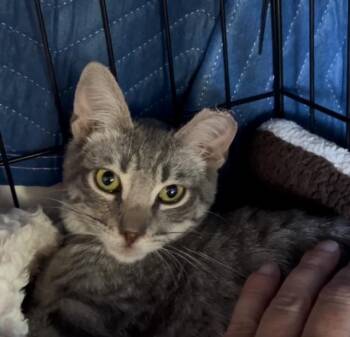Rescue Tabby Cats for Adoption in Los Altos, California - Harvey - Male Kitten | PetCurious