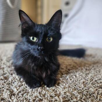 Domestic Medium Hair Cats Available for Adoption in Walker, Michigan - Espresso | PetCurious
