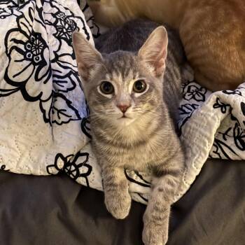 Chyna M. -  Tabby Cat for Adoption in Sacramento, California - Chyna M. | PetCurious