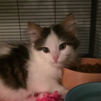 Cassian -  Domestic Long Hair Cat for Adoption in Kansas City, Missouri - Cassian | PetCurious