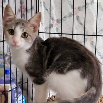 Rescue Domestic Short Hair Cats for Adoption in Woodstock, Virginia - Joanie Wright | PetCurious