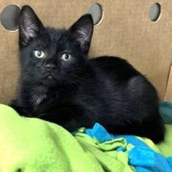 Mantis -  Domestic Short Hair Cat for Adoption - Mantis | PetCurious