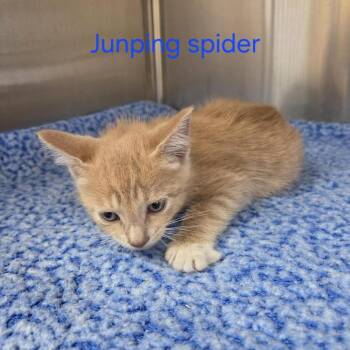 Jumping Spider -  Domestic Short Hair Cat for Adoption in Windsor, Virginia - Jumping Spider | PetCurious