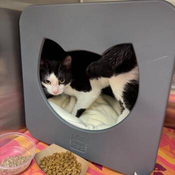 Festival -  Domestic Short Hair Cat for Adoption in Baltimore, Maryland - Festival | PetCurious