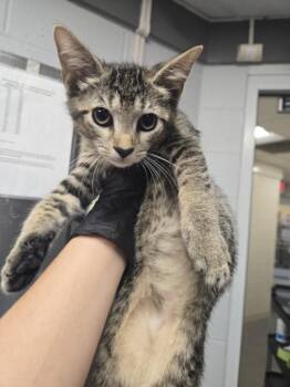 ROGUE -  Domestic Short Hair Cat for Adoption in Hagerstown, Maryland - ROGUE | PetCurious