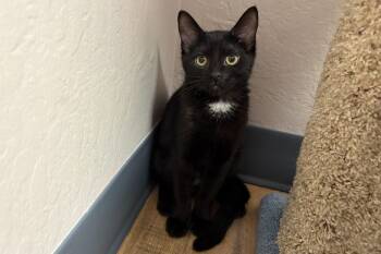Tilly -  Domestic Short Hair Cat for Adoption in Fountain Hills, Arizona - Tilly | PetCurious